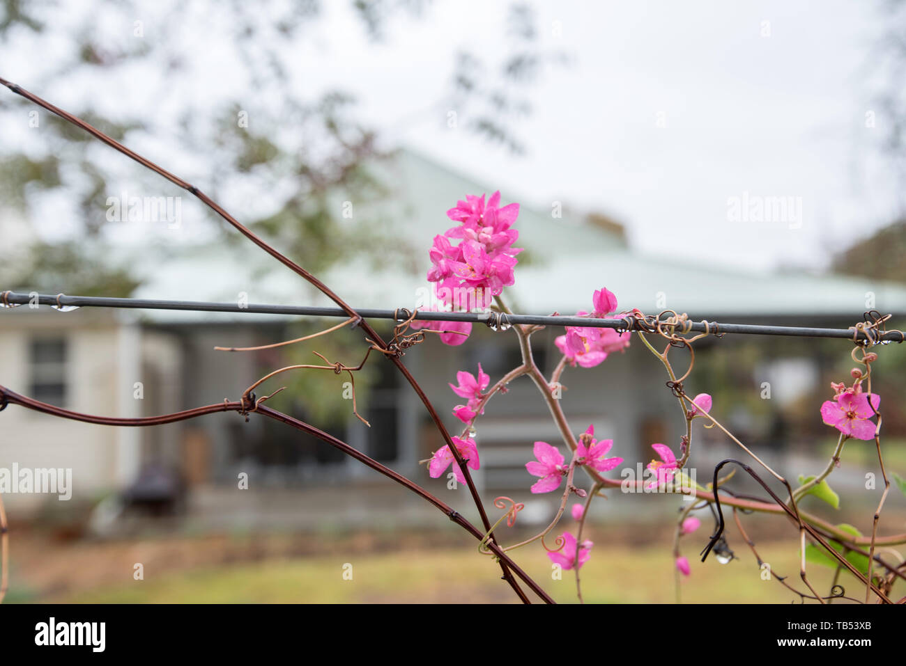 Pink flowering Coral Vine (Antigonon leptopus Hook) after a recent shower of rain, growing on a wire fence in front of an Australian farm house Stock Photo