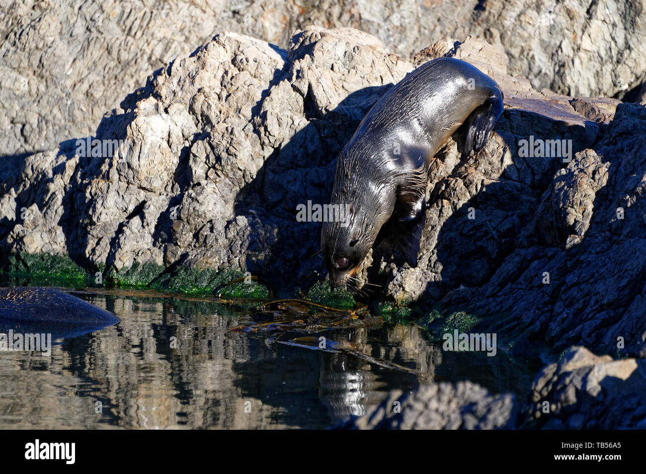 Baby New Zealand fur seal Stock Photo Alamy