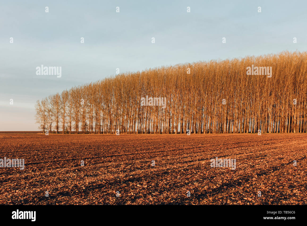 Stand of trees in a rural landscape, and a ploughed field after the harvest, autumnal feel, commercial arborial tree plantation Stock Photo
