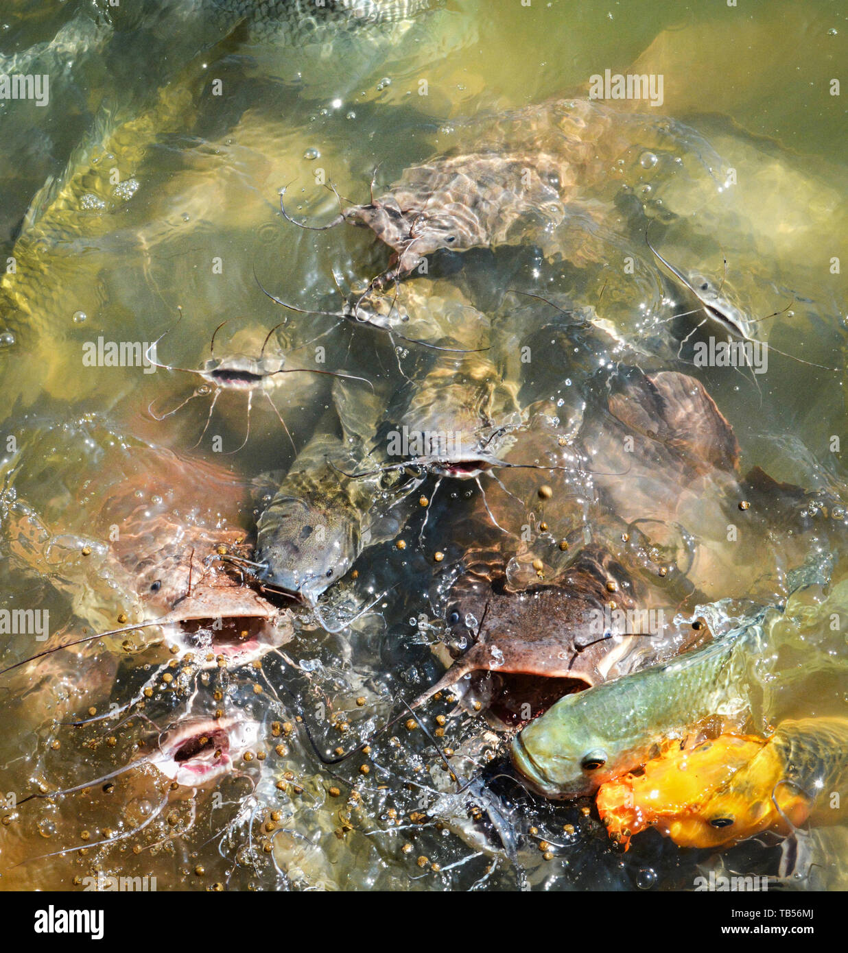 Orange golden carp fish tilapia and catfish feeding food on water