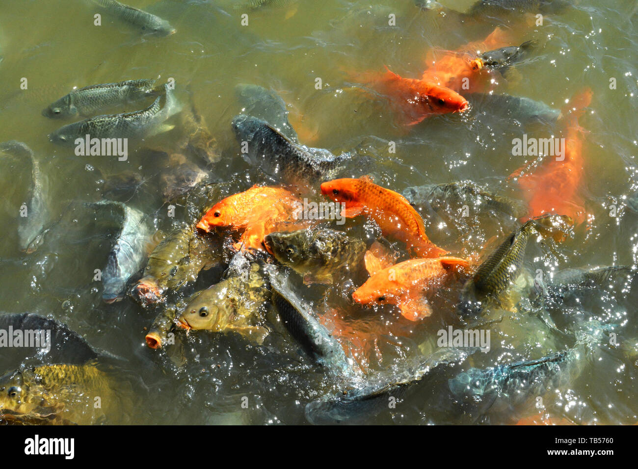 Orange golden carp fish tilapia and catfish feeding food on water surface ponds Stock Photo Alamy