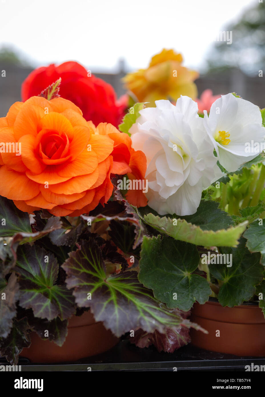 Floral Backgrounds - Begonia Stock Photo