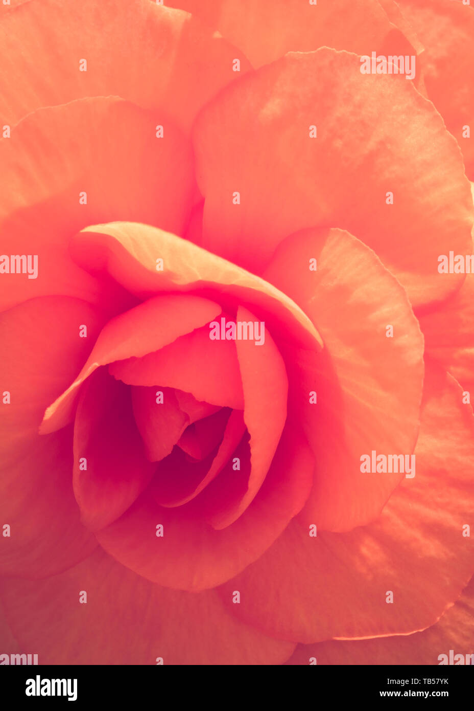 Floral Backgrounds - Begonia Stock Photo