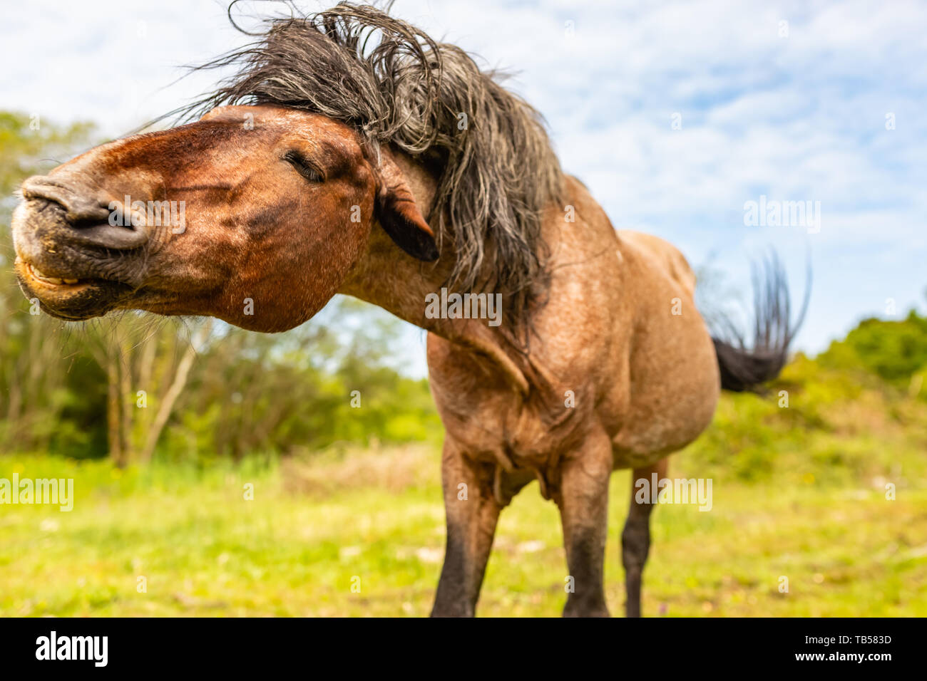 Shaking head hires stock photography and images Alamy