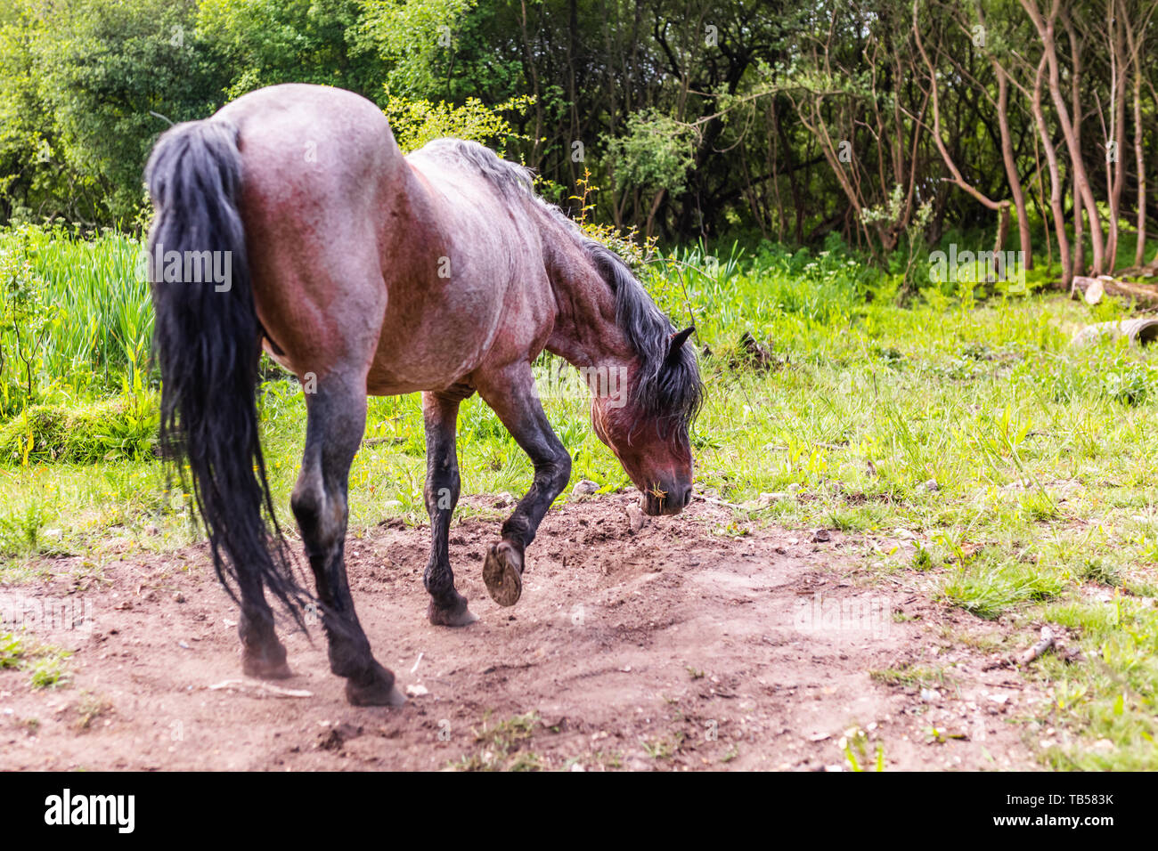 Candid animal portrait of wild brown pony pawing dusty ground prior to rolling. Taken in Dorset, England. Stock Photo