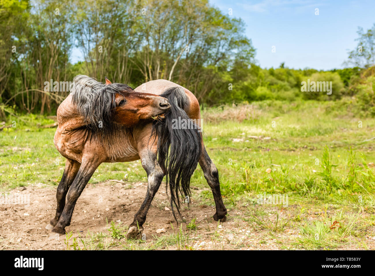 Candid animal portrait of brown wild pony side-on stretching to groom itself. Taken in Dorset, England. Stock Photo