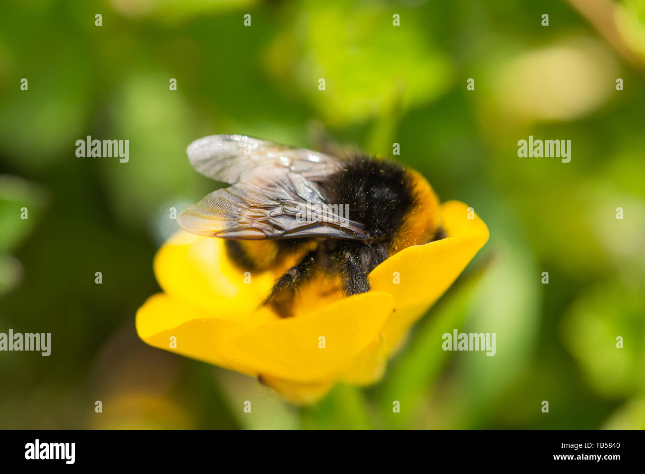 Creative focus macro photograph of Buff tailed bumblebee feeding on  Buttercup flower side-on. Only wing in focus Stock Photo - Alamy
