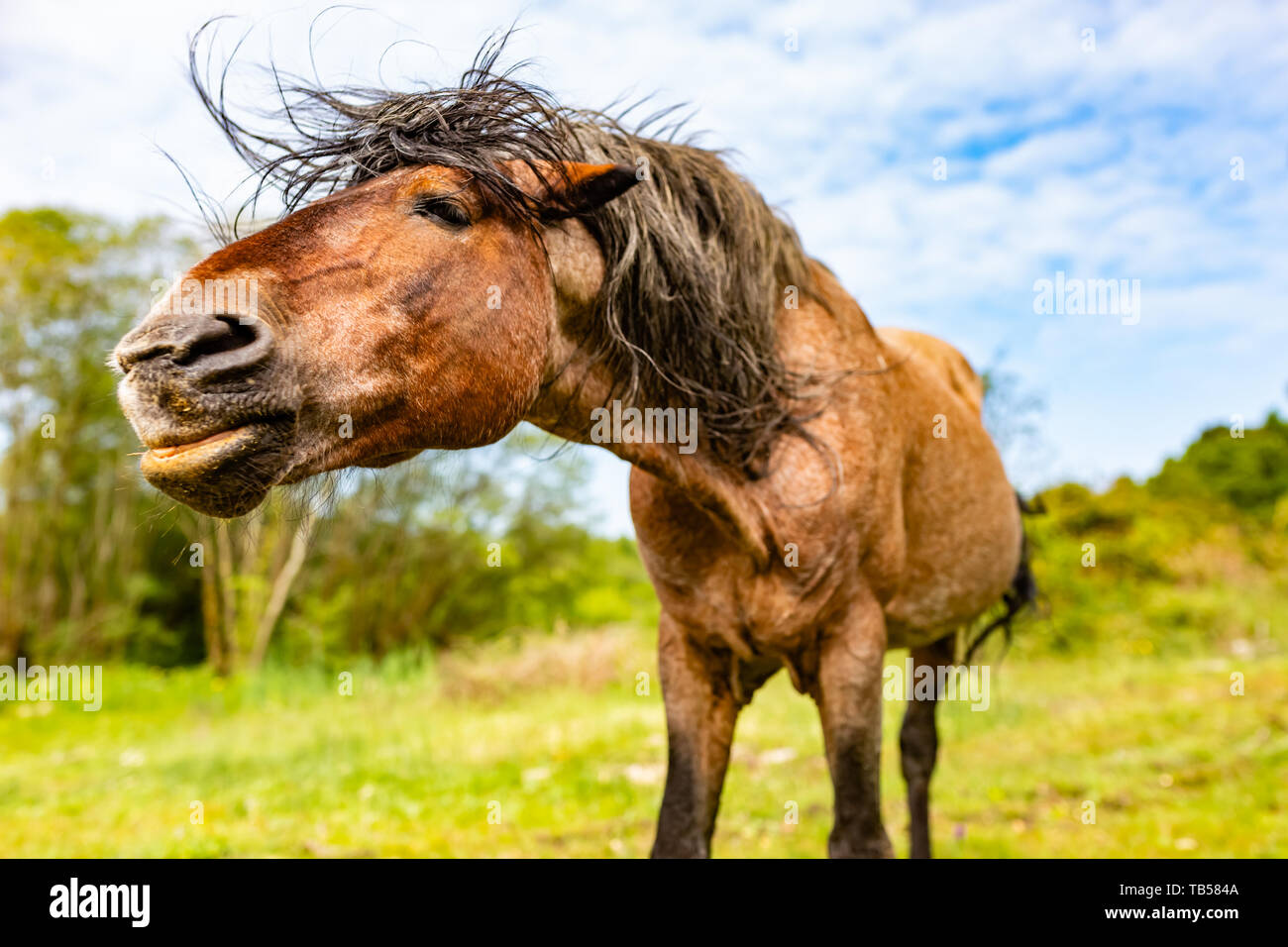 Animal portrait of brown old wild pony in landscape orientation taken in Dorset, England. Stock Photo