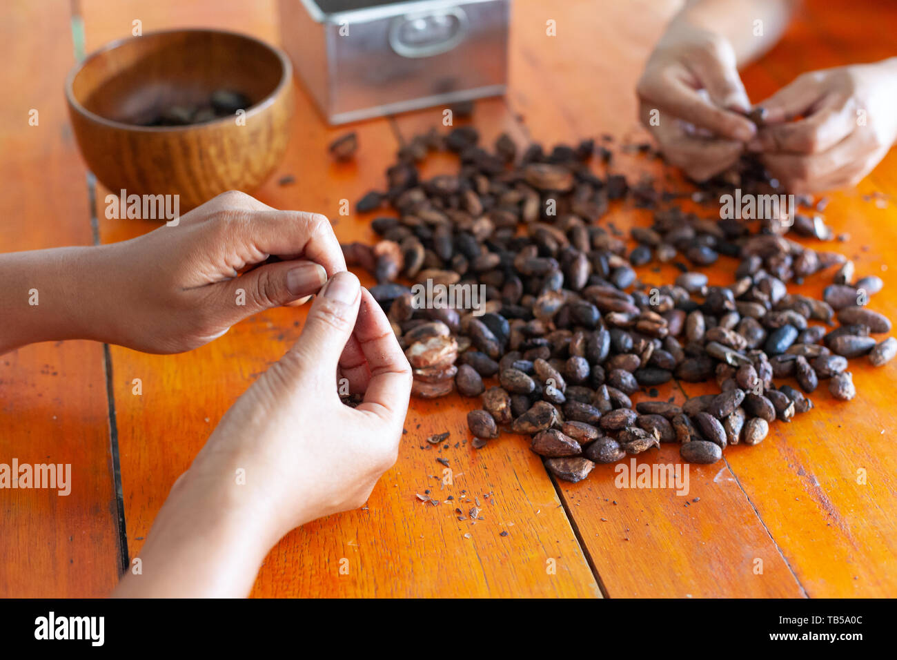 Cracking and deshelling roasted cocoa (Theobroma cacao) beans by hand (winnowing) Stock Photo