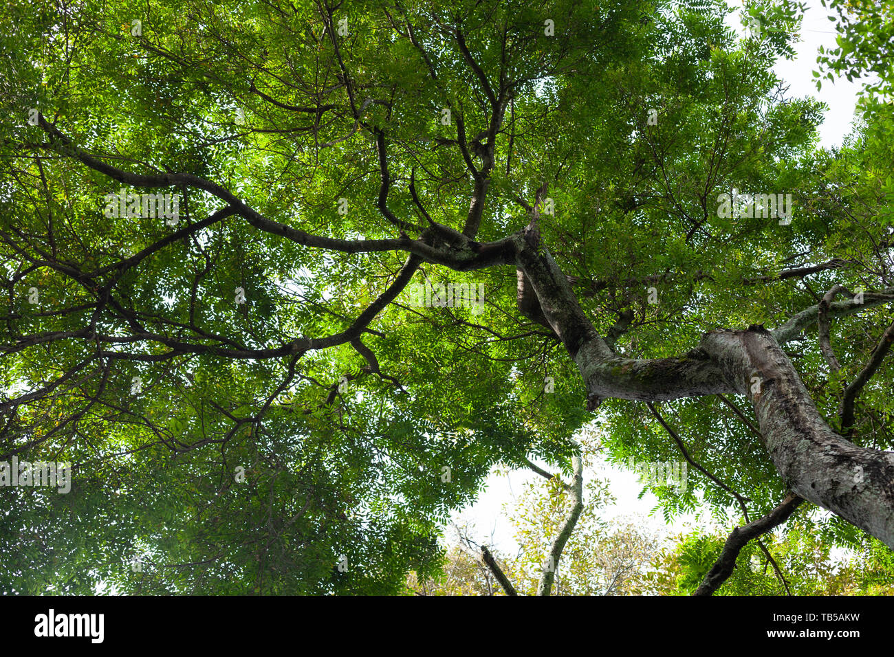 Juhar Siamese Cassia (Senna Siamea) tree, Sumatra, Indonesia Stock Photo