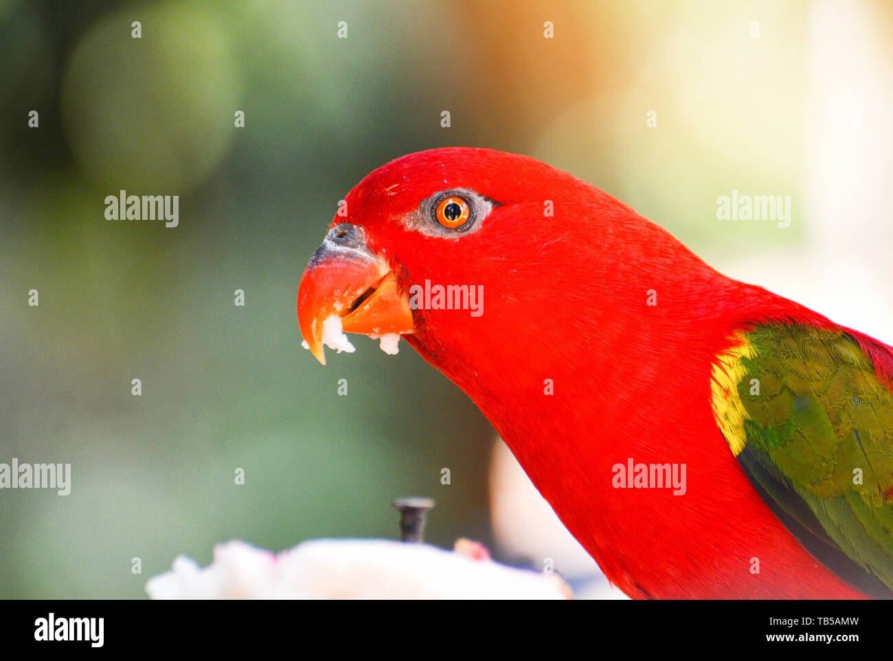 Chattering Lory parrot standing on branch tree nuture green background / beautiful red parrot bird Stock Photo