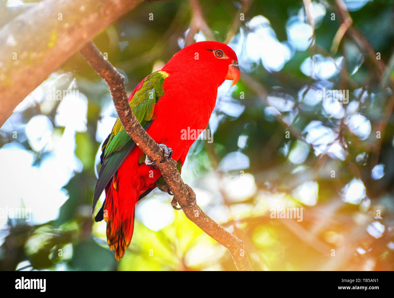 Chattering Lory parrot standing on branch tree nuture green background - beautiful red parrot bird (Lorius garrulus) Stock Photo