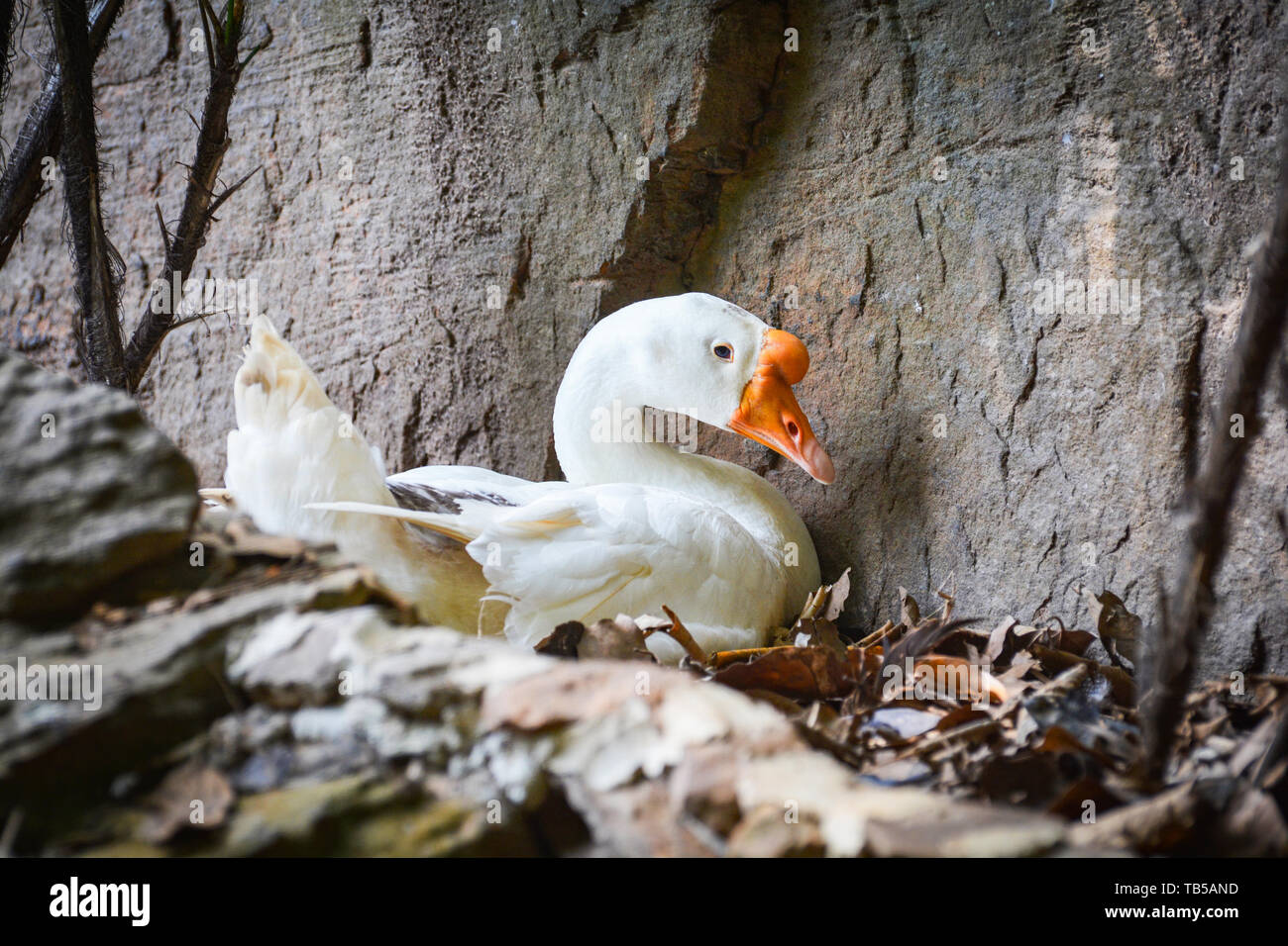 White Goose duck hatching eggs on the nest on ground with dry leaves
