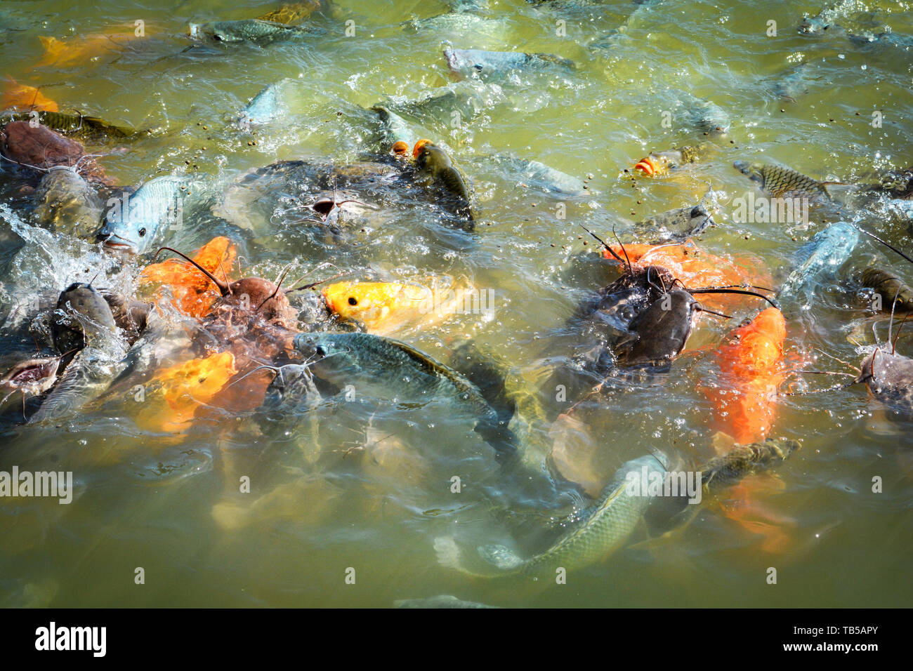 Orange golden carp fish tilapia and catfish feeding food on water surface ponds Stock Photo Alamy