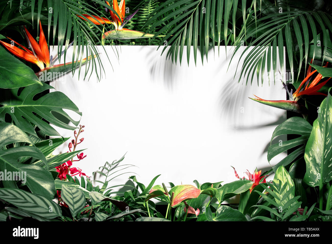 Trendy Summer Tropical Leaves and flower with white board Stock Photo