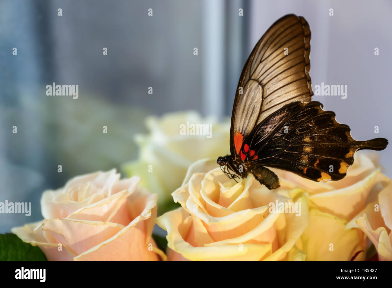 Tropical butterfly sitting on beautiful flower Stock Photo - Alamy