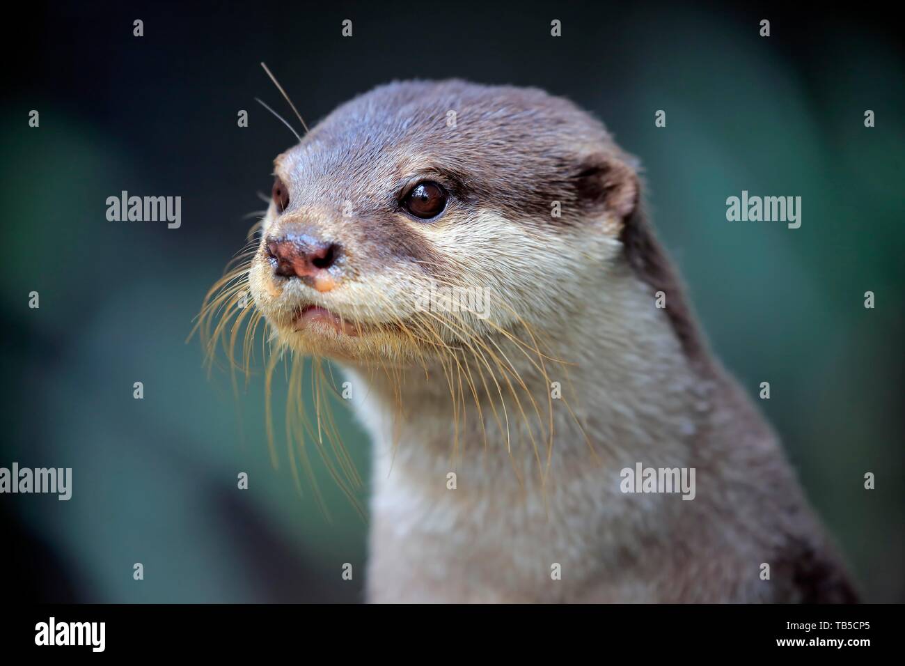 Oriental small-clawed otter (Amblonyx cinerea), adult, animal portrait, captive, Adelaide, South Australia, Australia Stock Photo