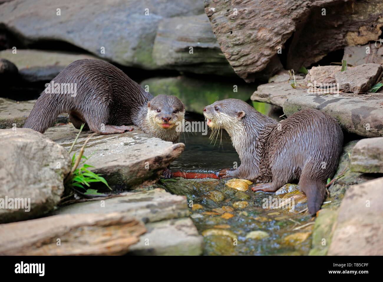 Oriental small-clawed otter (Amblonyx cinerea), adult, two otters on the water, captive, Adelaide, South Australia, Australia Stock Photo