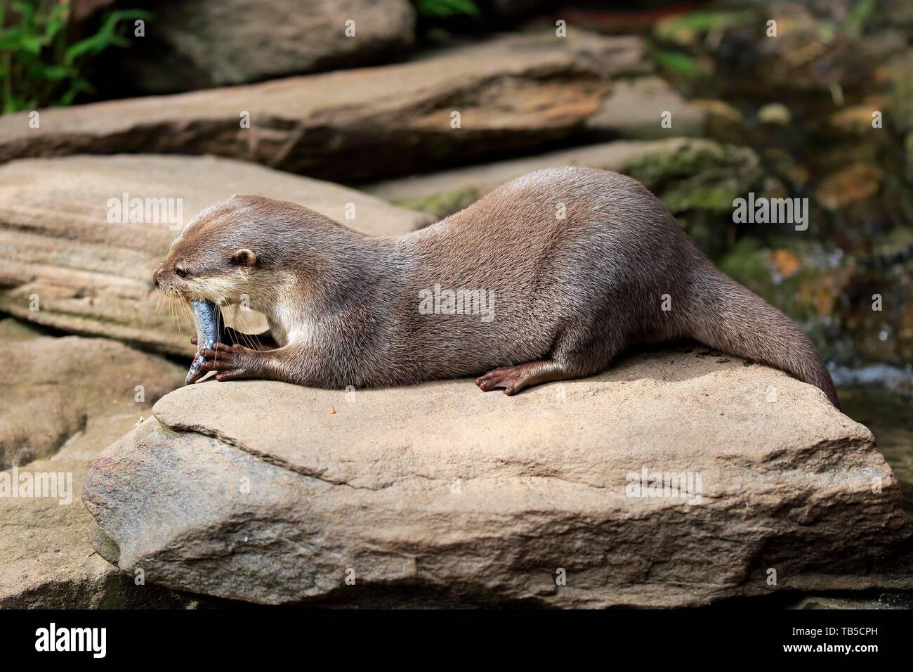 Oriental small-clawed otter (Amblonyx cinerea), adult, lies on rock and eats fish, captive, Adelaide, South Australia, Australia Stock Photo