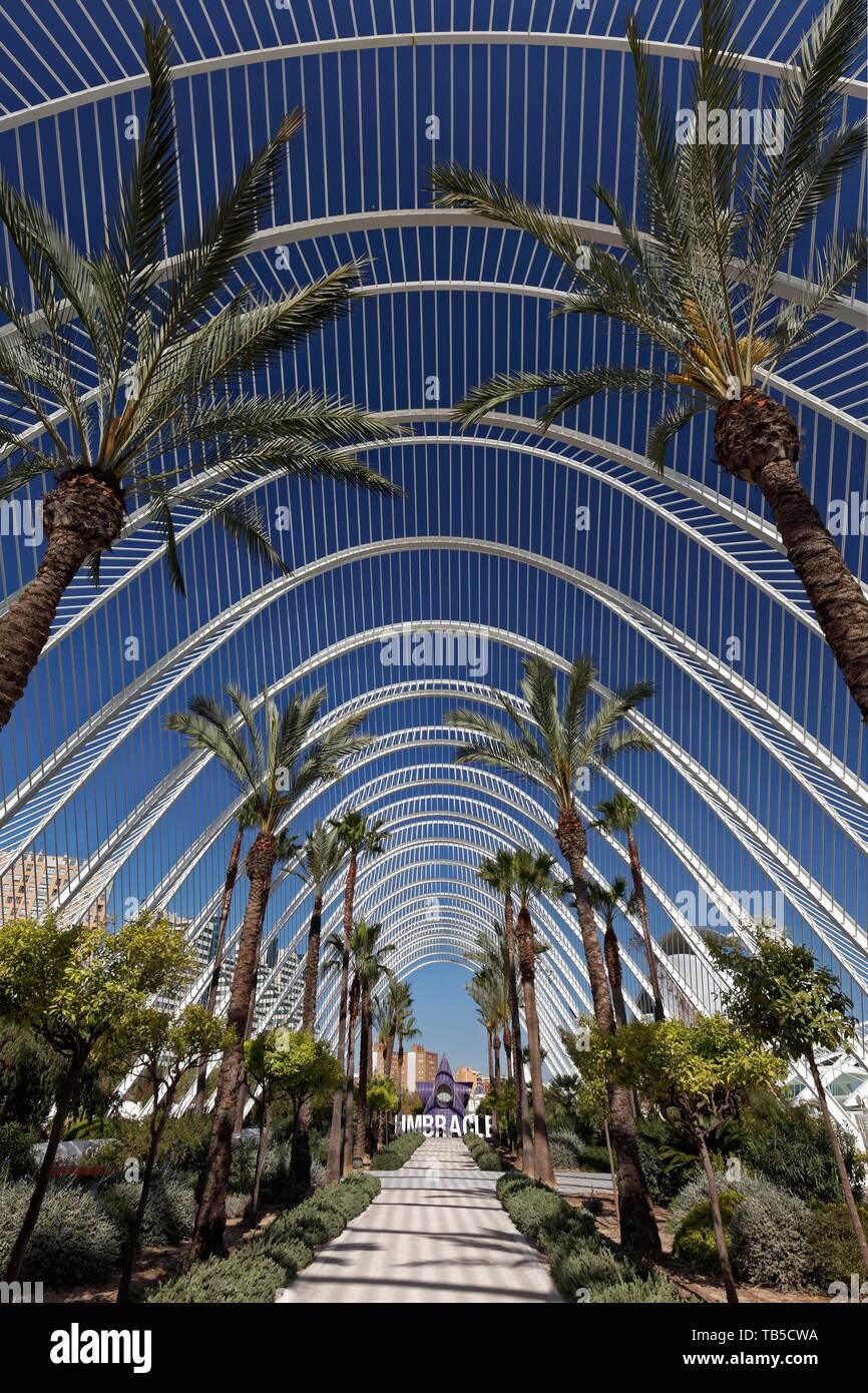 Valencia palm trees hi-res stock photography and images - Alamy