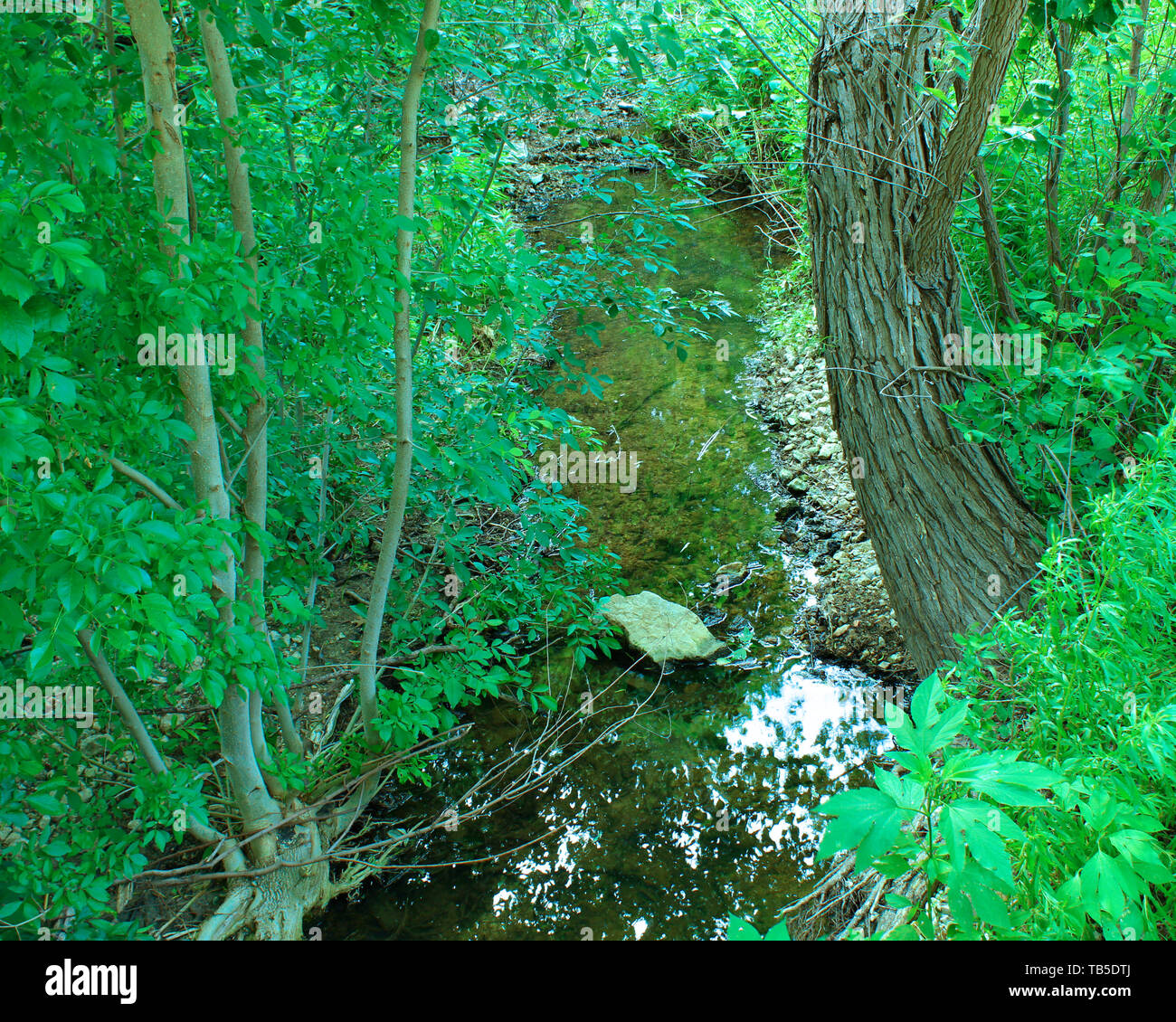 stunning river through the forest Stock Photo - Alamy