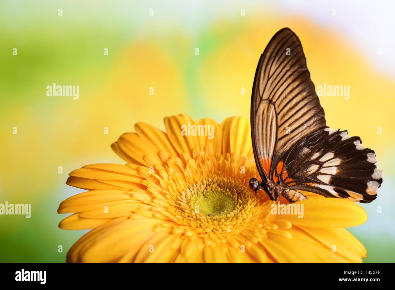 Beautiful butterfly sitting on flower outdoors Stock Photo - Alamy