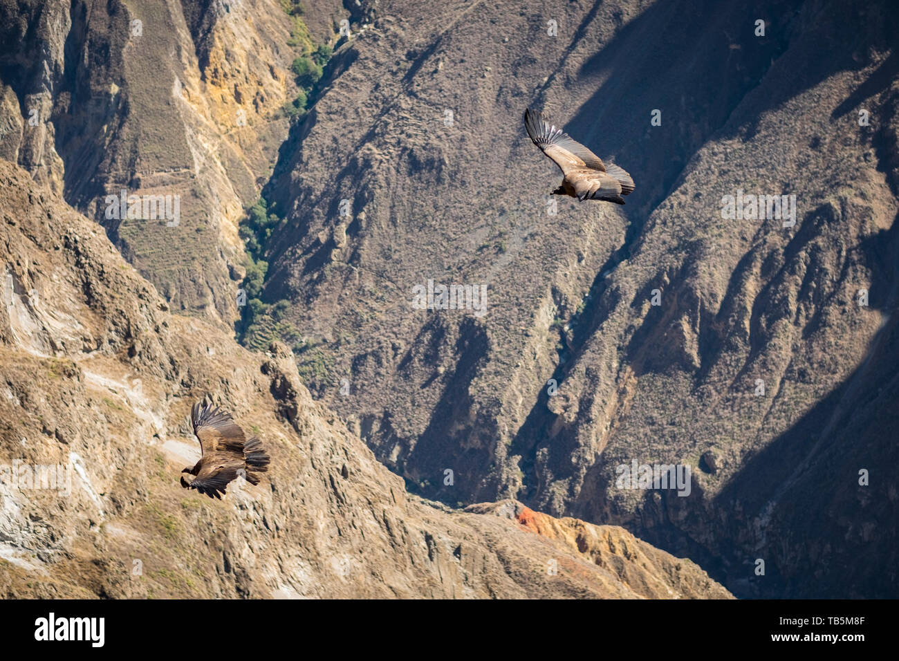 Magnificent Andean Condor (Vultur gryphus) effortlessly gliding over