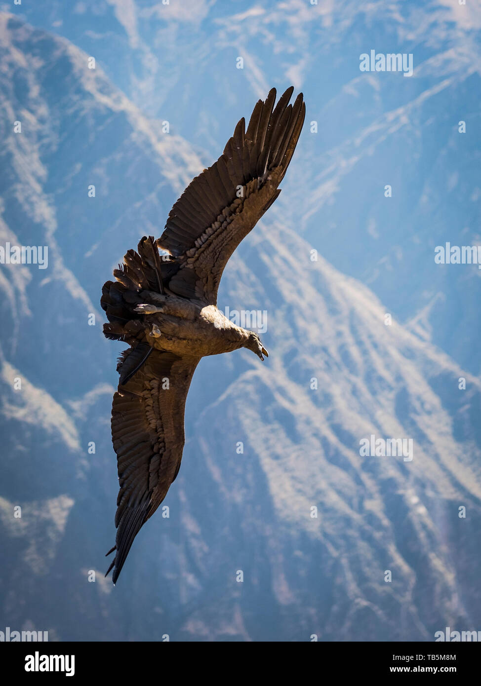 Andean condor hires stock photography and images Alamy