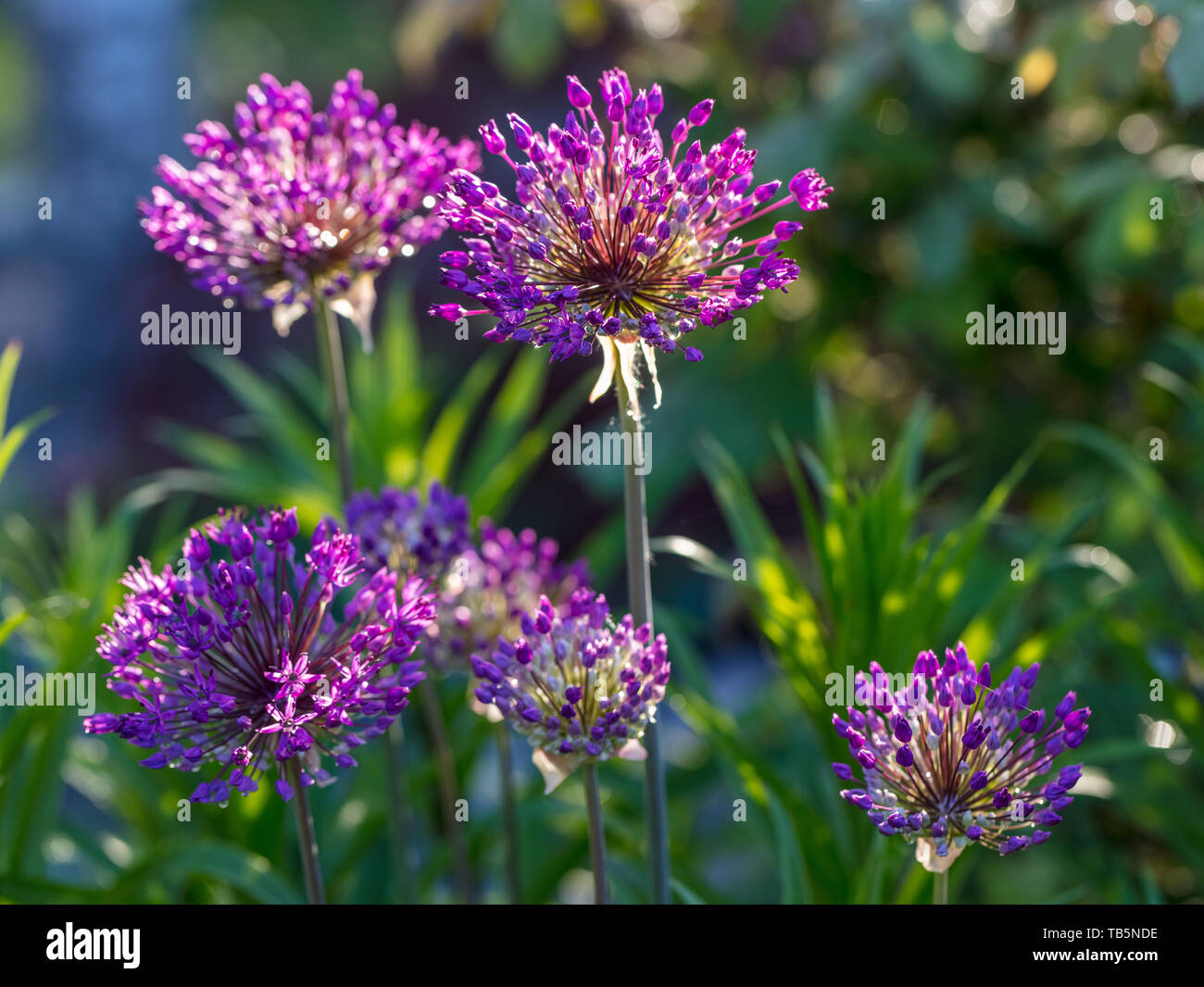 'Purple Sensation' Flowering Onion, Purpurlök (Allium hollandicum Stock
