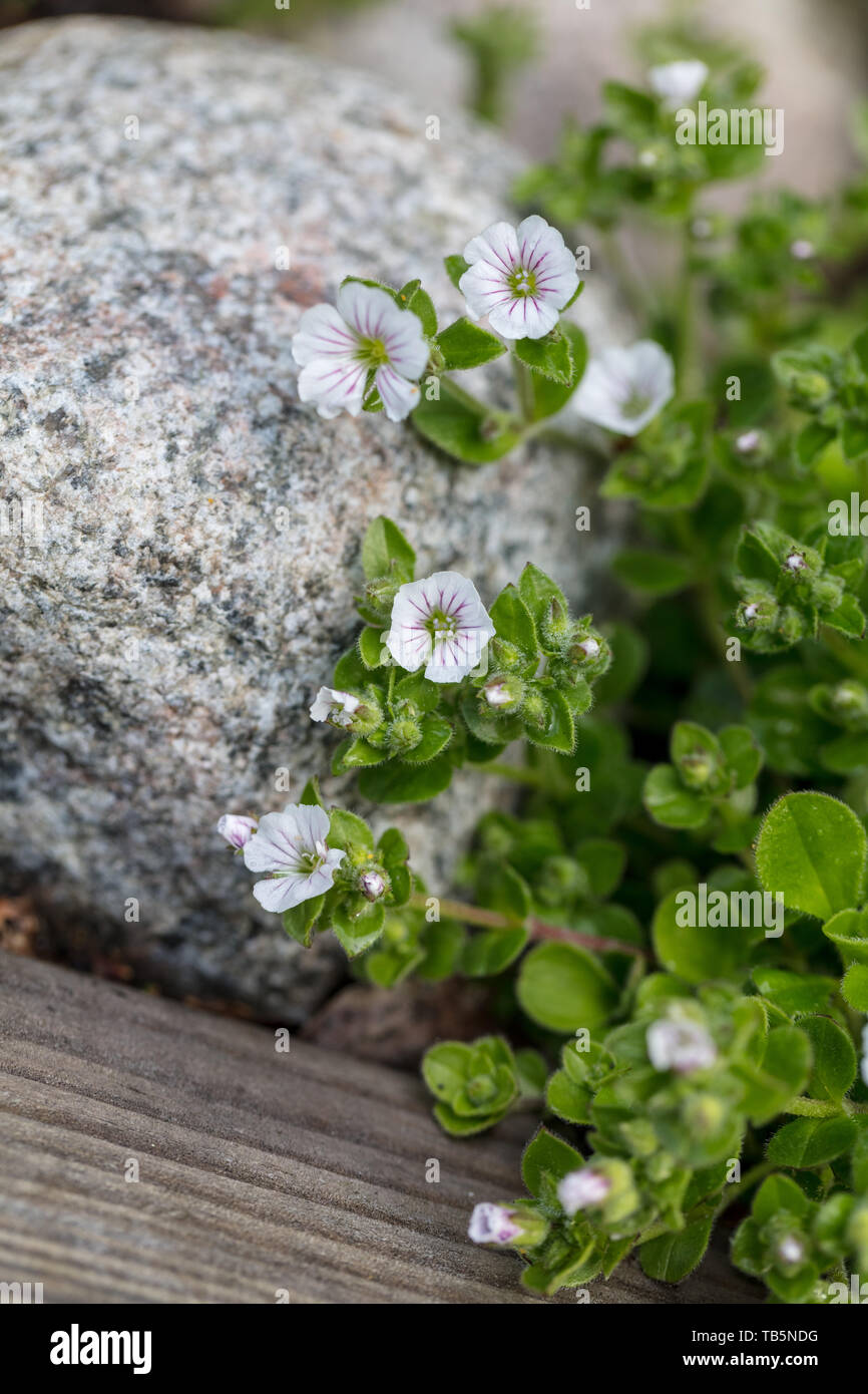 Alpine Baby’s Breath, Mattslöja (Gypsophila cerastioides) Stock Photo