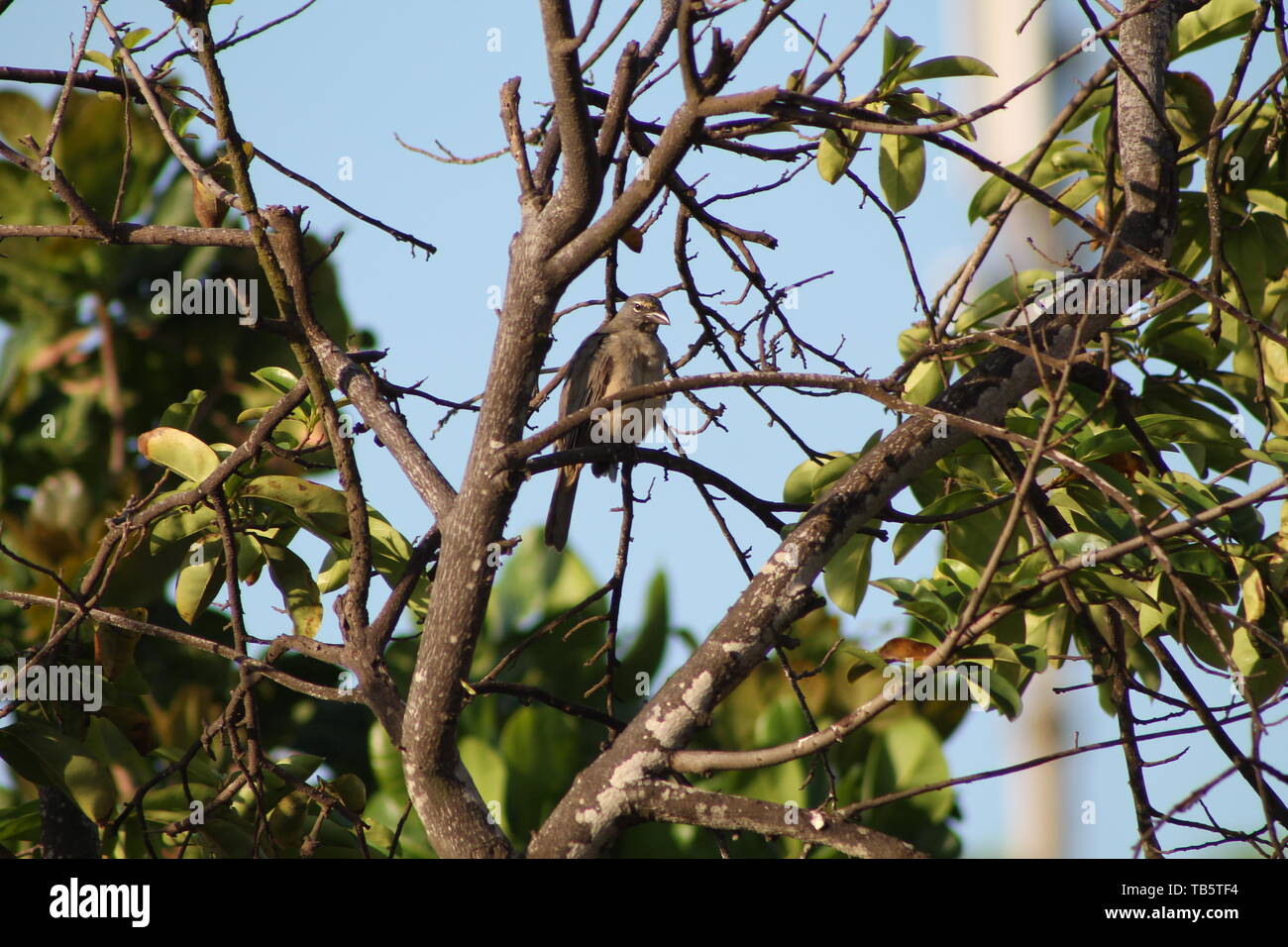 Medlar tree provides food for urban birds/El árbol de níspero ofrece alimento a las aves urbanas. Stock Photo