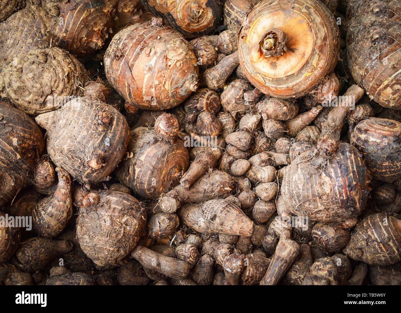 Fresh taro harvested from the farm in the basket background - Yautia Lila , Satoimo potatoes / Sweet taro root Stock Photo