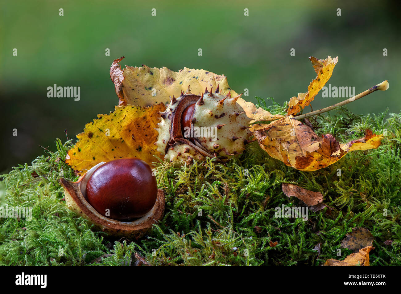 Horse Chestnut seeds (conkers), Dumfries, Scotland Stock Photo - Alamy