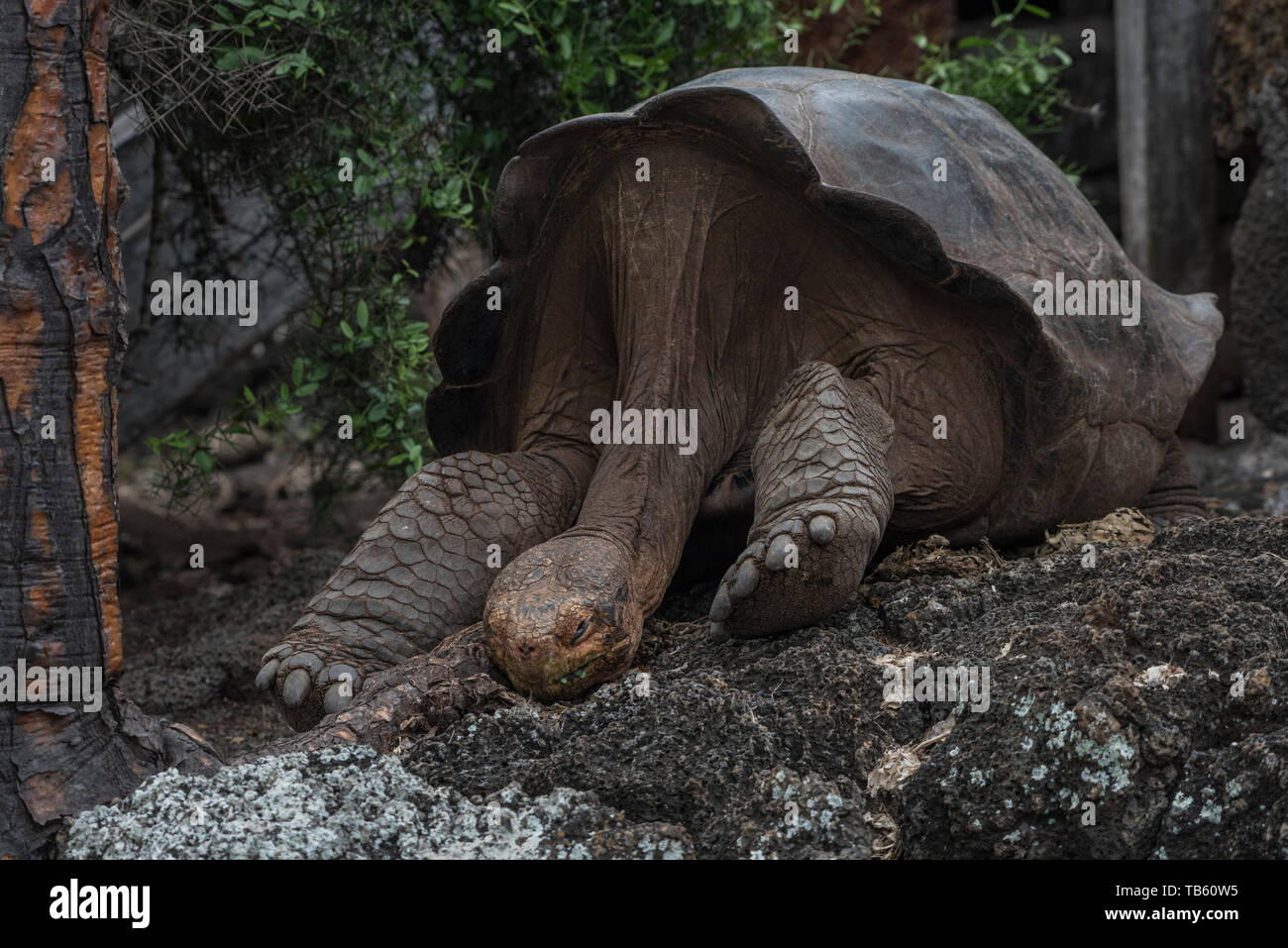 Galapagos giant tortoise (Chelonoidis nigra) part of the captive breeding program at the CHarles Darwin research center in the Galapagos islands. Stock Photo
