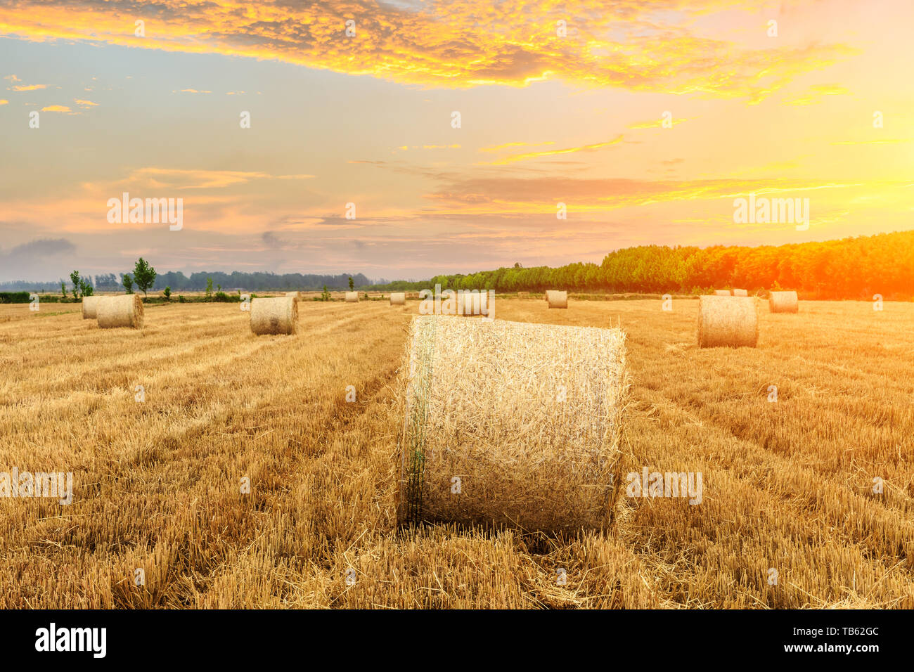 Round straw bales on farmland Stock Photo