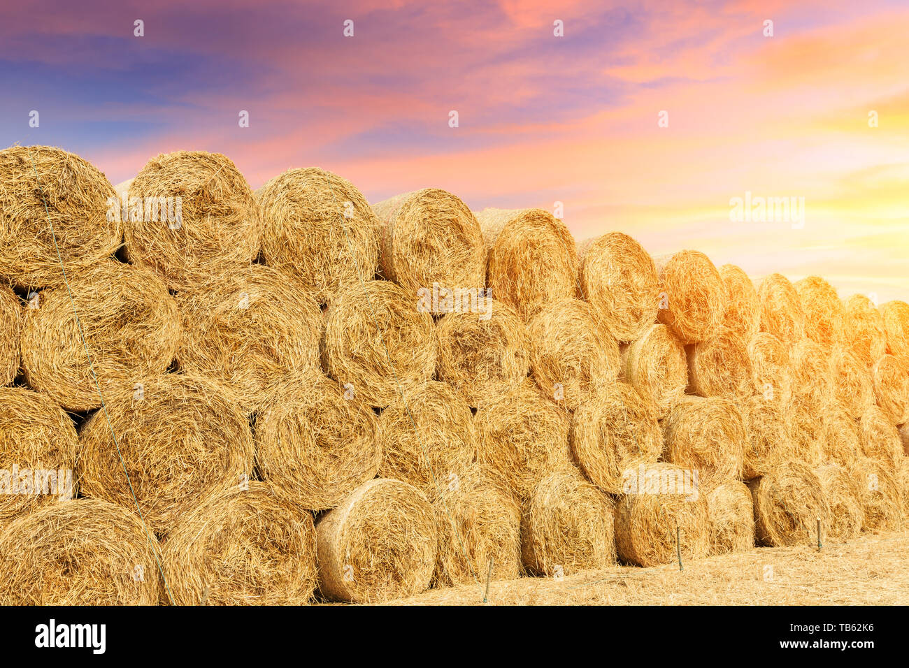 Round straw bales haystack on farmland at sunset Stock Photo