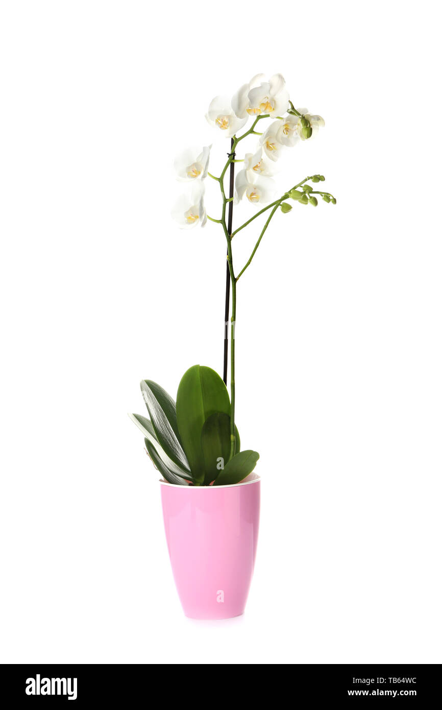 Beautiful orchid flower in pot on white background Stock Photo - Alamy