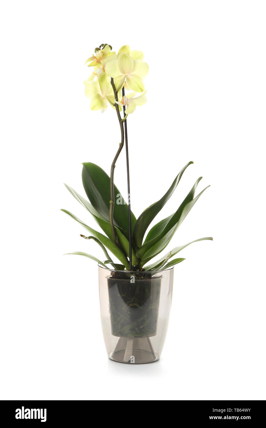 Beautiful orchid flower in pot on white background Stock Photo - Alamy