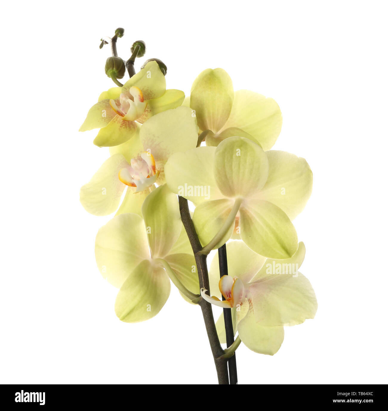 Beautiful orchid flowers on white background Stock Photo - Alamy