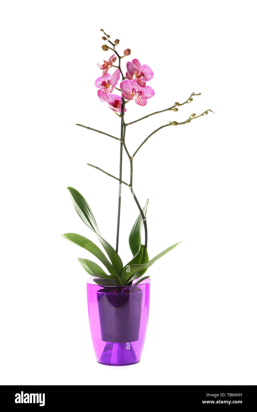 Beautiful orchid flower in pot on white background Stock Photo - Alamy