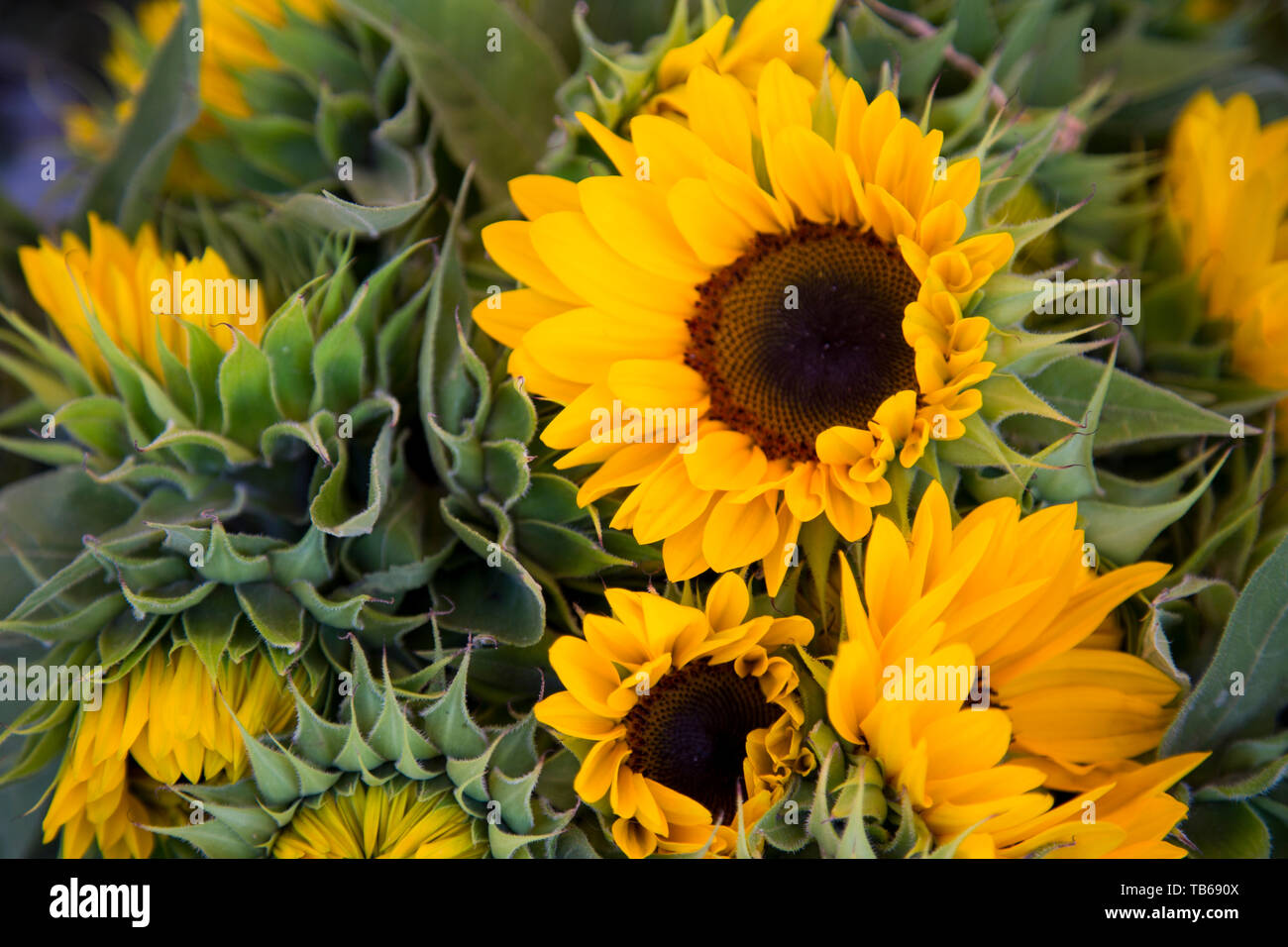 Closeup of sunflower bouquet in French flower market. Stock Photo