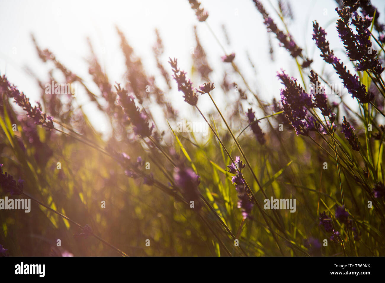 Warm sunlight shines through field of lavender in Provence, France. Stock Photo
