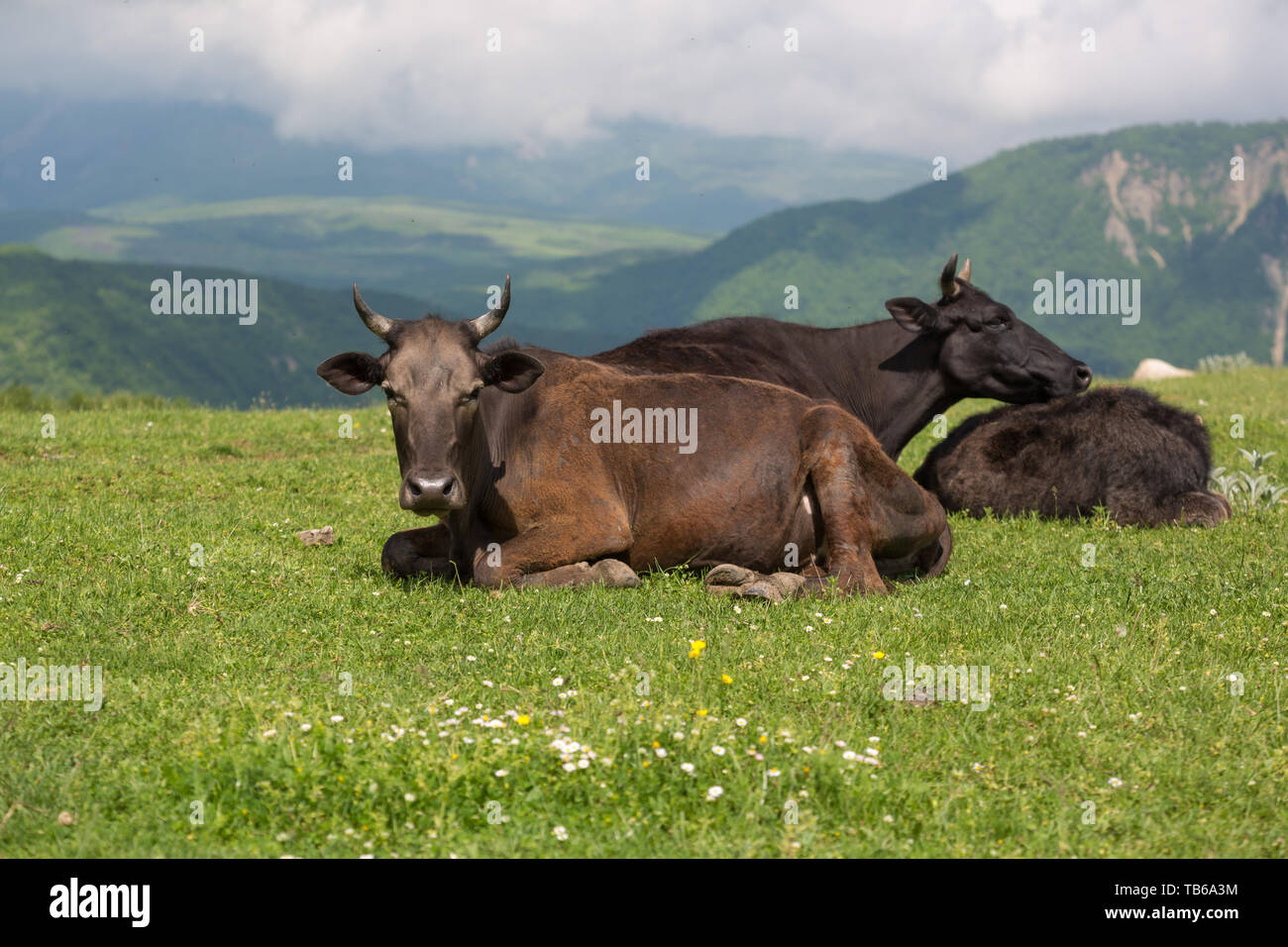 Cowbells hi-res stock photography and images - Alamy