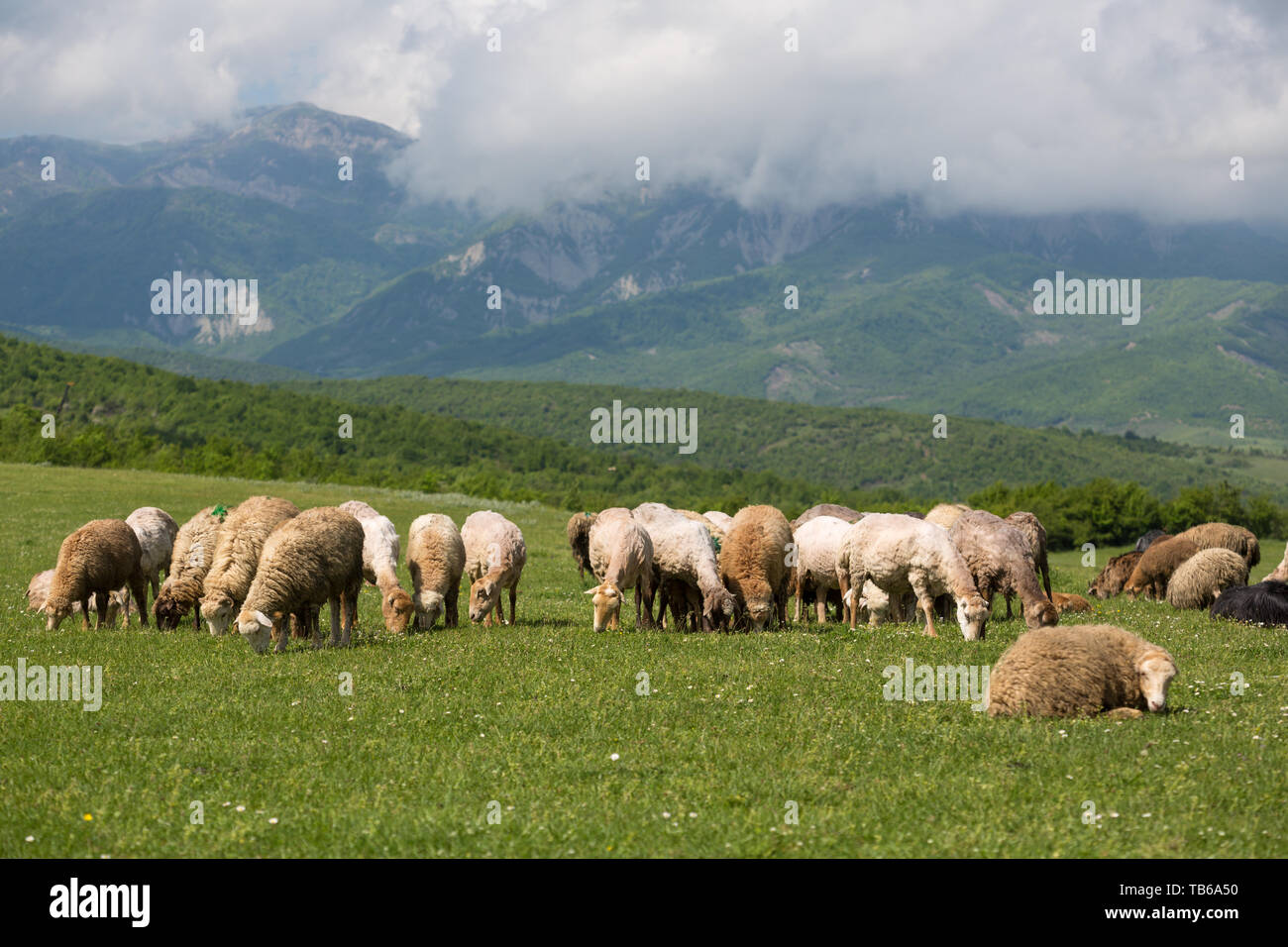 Sheep sheeps herd alps hi-res stock photography and images - Alamy