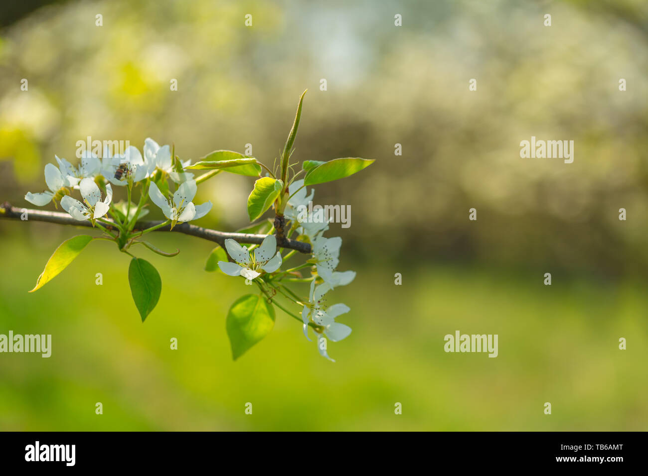 Cherry blossoms over blurred nature background Stock Photo - Alamy