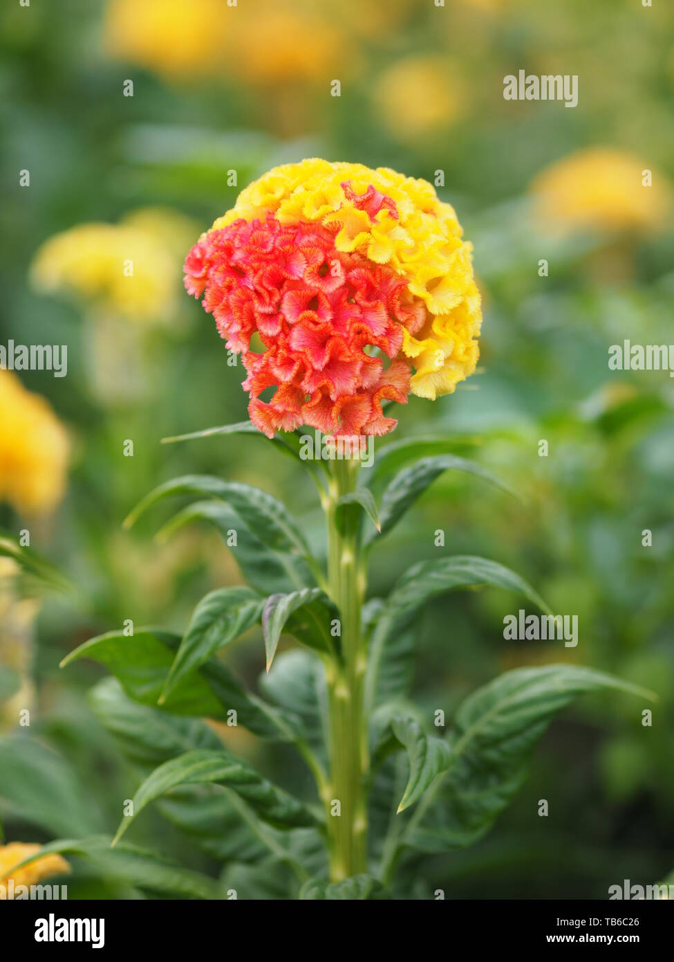 red and yellow Cockscomb flowers Name of Celosia cristata The flowers are small in size but will stick together into the same bouquet Stock Photo