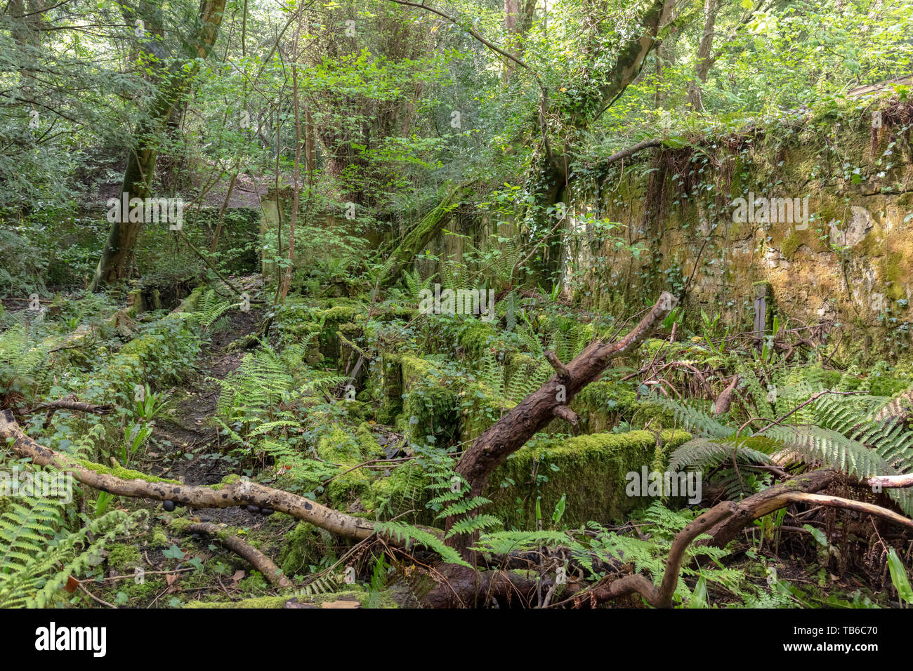 Lost World, Baron Hill House, Beaumaris, Ynys Mon, Anglesey UK