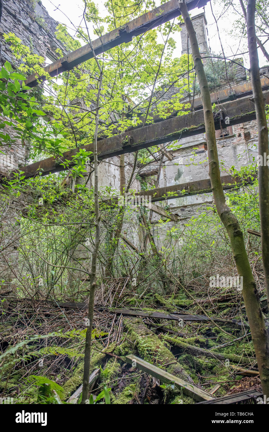 Lost World, Baron Hill House, Beaumaris, Ynys Mon, Anglesey UK