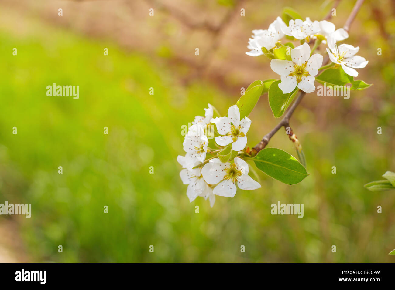 Cherry blossoms over blurred nature background Stock Photo - Alamy