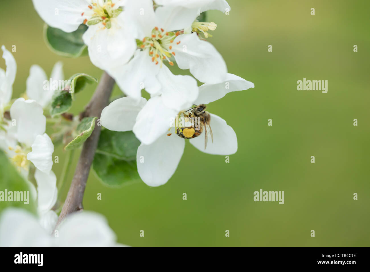Honey bee pollinating apple blossom in spring garden Stock Photo - Alamy